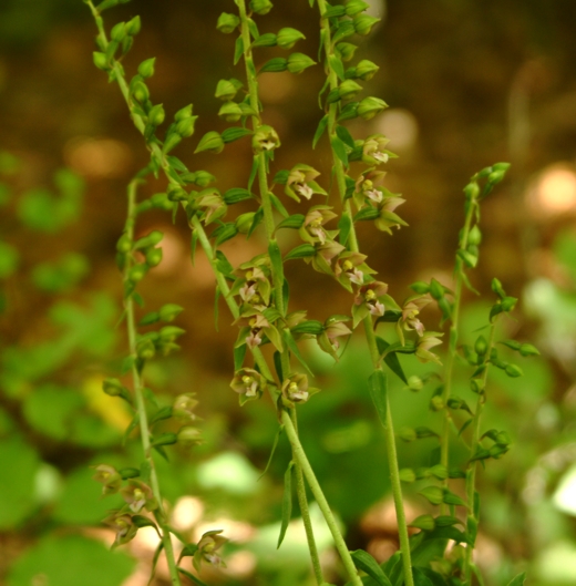 Epipactis helleborine e E. schubertiorum (?)